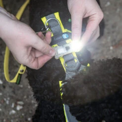 Veiligheidslampje ArmyTek Zippy -Benodigdheden Voor Huisdieren Winkel 0840165 3