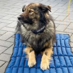 Koelhalsbanden Voor Honden -Benodigdheden Voor Huisdieren Winkel 084234 2