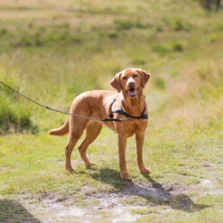 Trainingsharnas Om Te Lopen -Benodigdheden Voor Huisdieren Winkel 087116 2