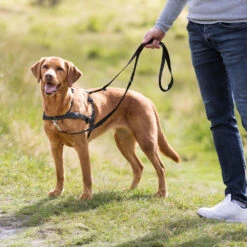 Trainingsharnas Om Te Lopen -Benodigdheden Voor Huisdieren Winkel 087116 3