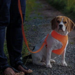 Licht Mesh-hondentuigje -Benodigdheden Voor Huisdieren Winkel 090651 2