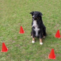 Obedience-set -Benodigdheden Voor Huisdieren Winkel 974138 2