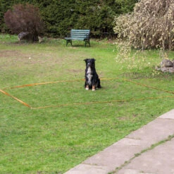 Obedience-set -Benodigdheden Voor Huisdieren Winkel 974138 3