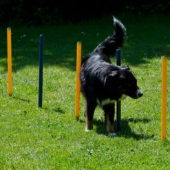 Dog Agility Start-set -Benodigdheden Voor Huisdieren Winkel 974185 3