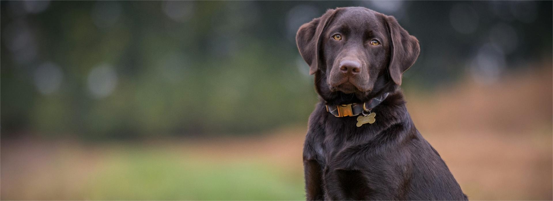 Benodigdheden Voor Huisdieren Winkel -Benodigdheden Voor Huisdieren Winkel ben hanson 9jwBuJFdooc unsplash